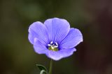 genus Linum