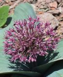 Allium karataviense ssp. henrikii