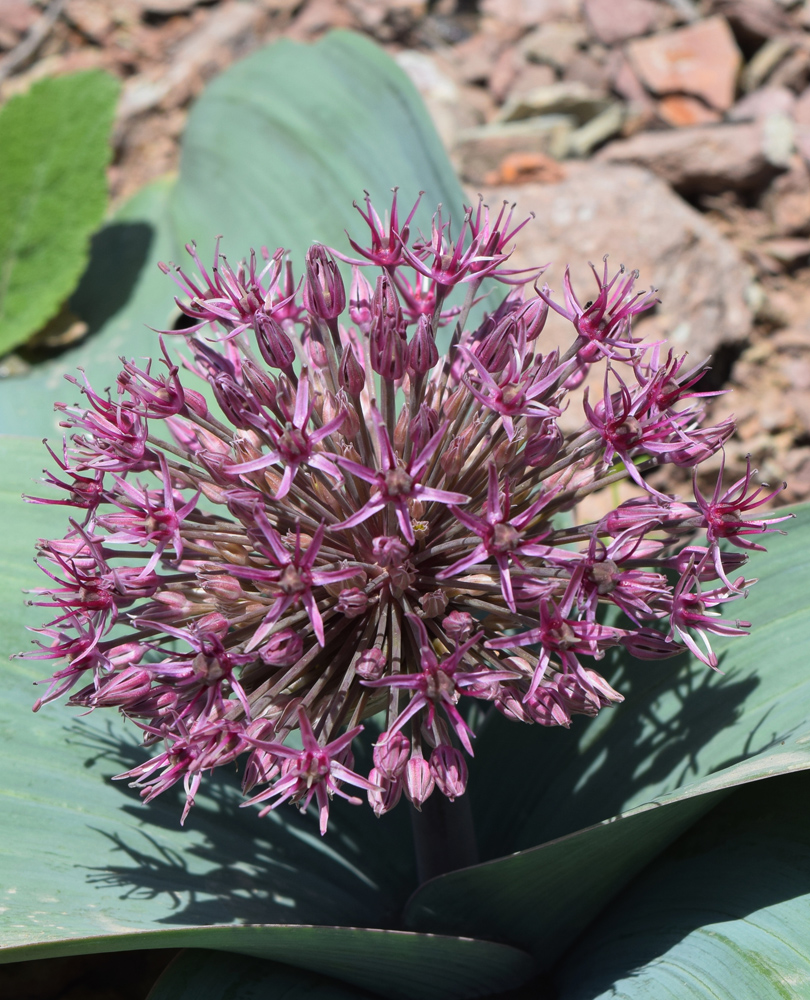 Image of Allium karataviense ssp. henrikii specimen.