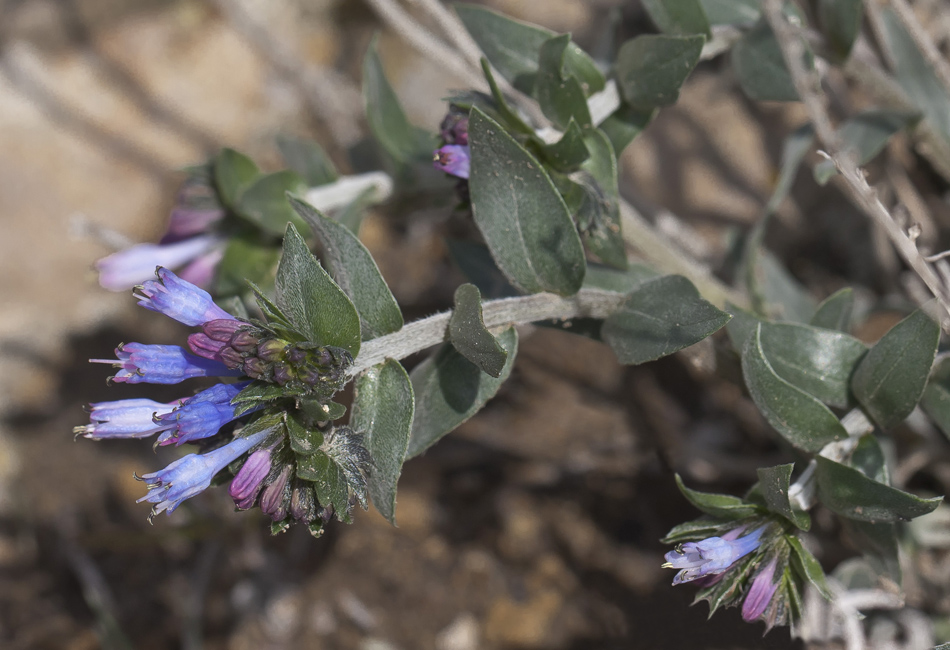 Изображение особи Moltkia caerulea.