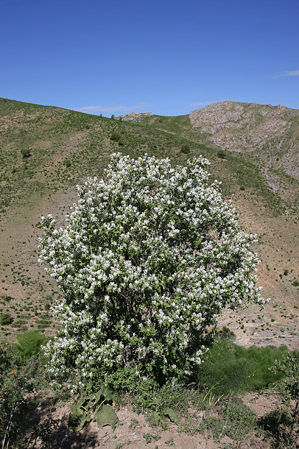 Image of Lonicera nummulariifolia specimen.