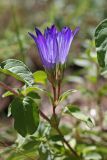 Gentiana olivieri