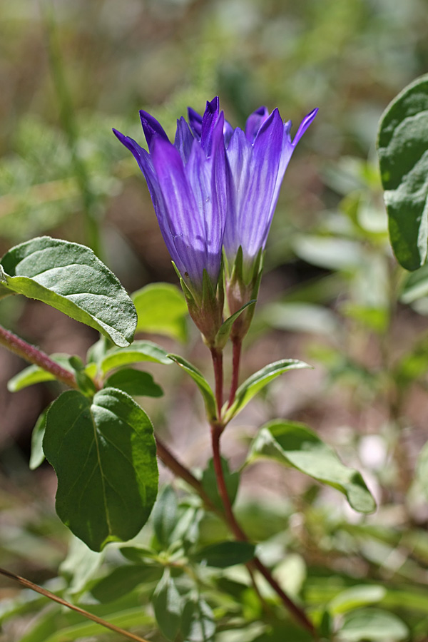 Image of Gentiana olivieri specimen.