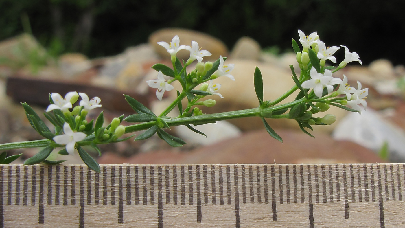 Image of Galium humifusum specimen.