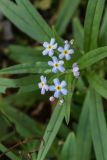 Myosotis palustris