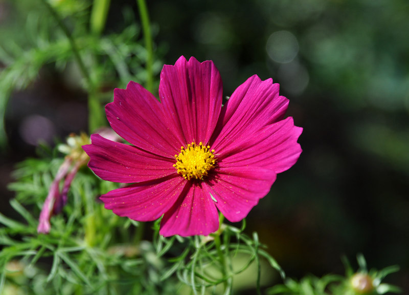 Image of Cosmos bipinnatus specimen.