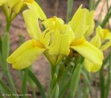 Iris pineticola