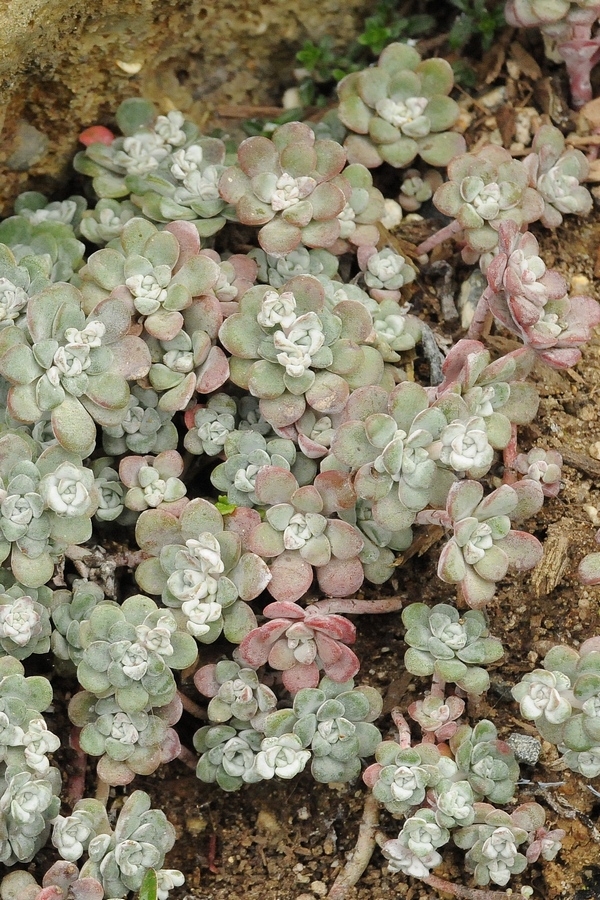Image of Sedum spathulifolium specimen.