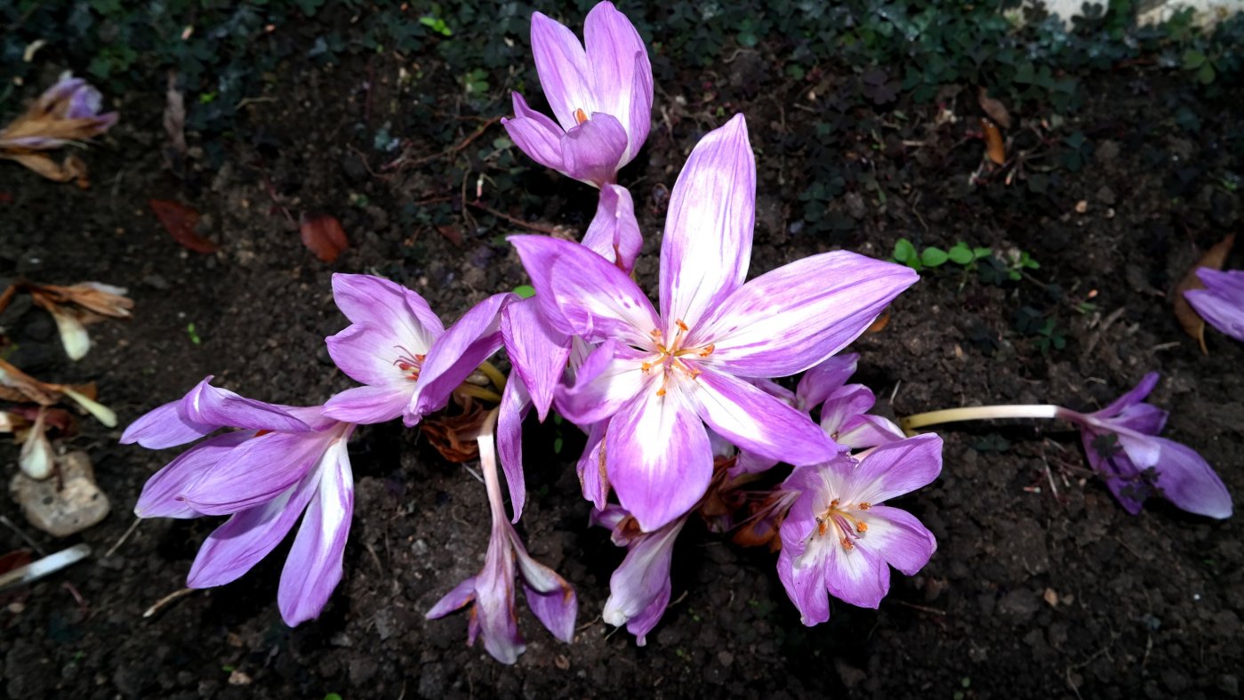 Image of Colchicum speciosum specimen.