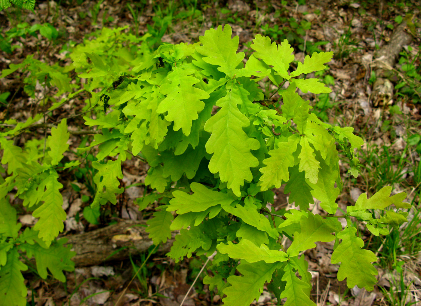 Изображение особи Quercus robur.