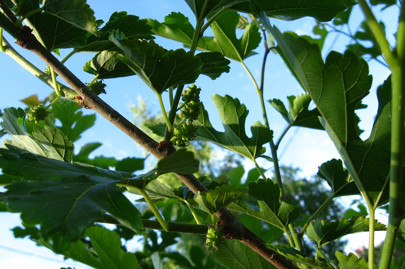 Изображение особи Morus alba.