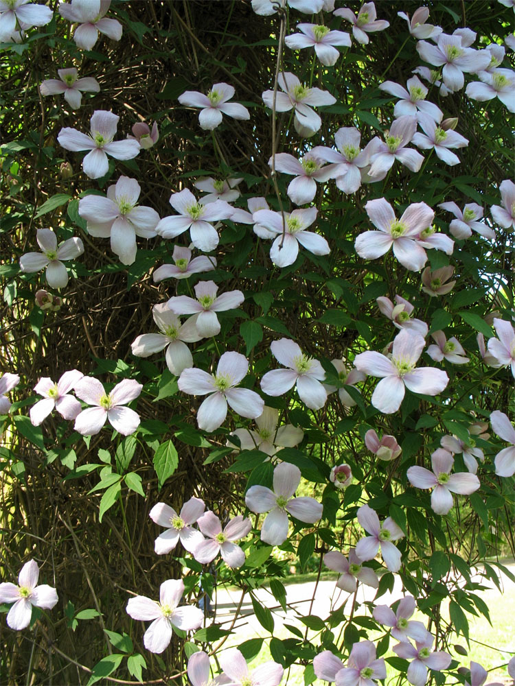 Image of Clematis montana specimen.