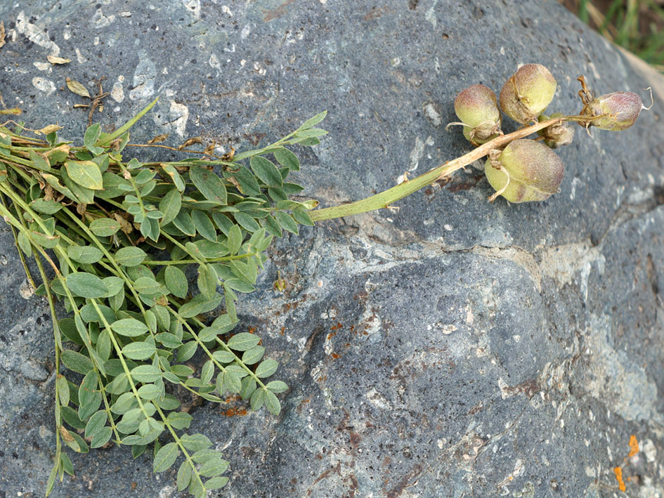 Изображение особи Astragalus masenderanus.