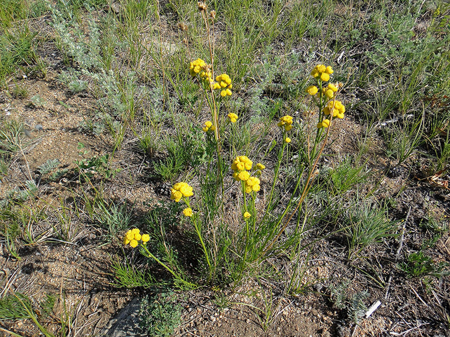 Изображение особи Filifolium sibiricum.