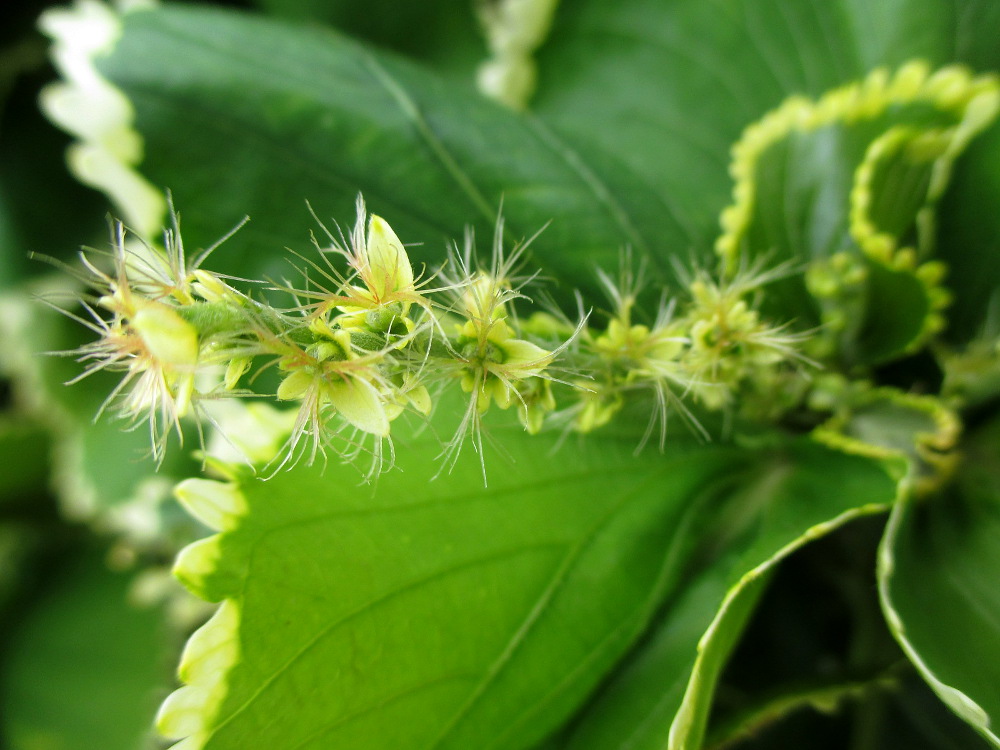 Изображение особи Acalypha wilkesiana.