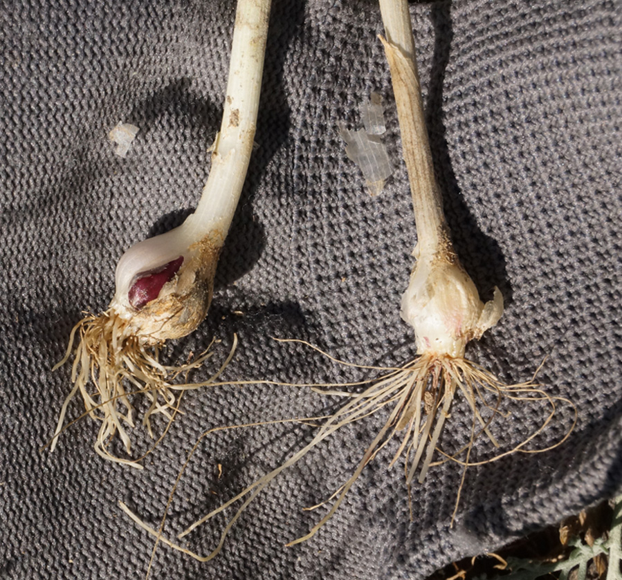 Image of Allium caesium specimen.