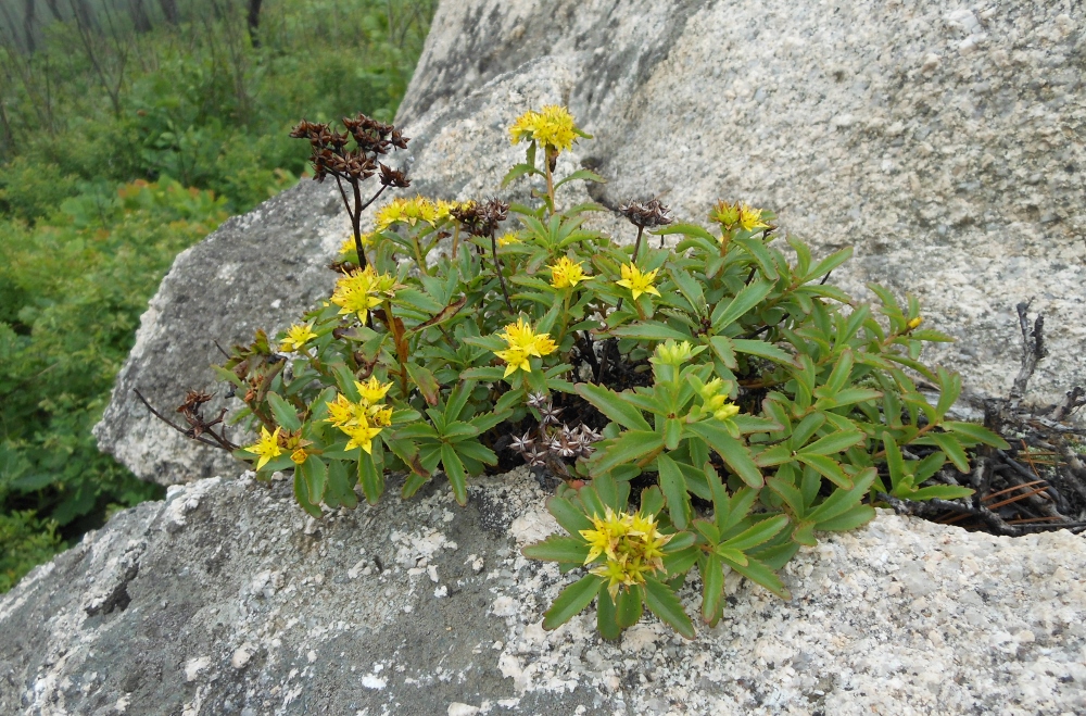 Image of Aizopsis sichotensis specimen.