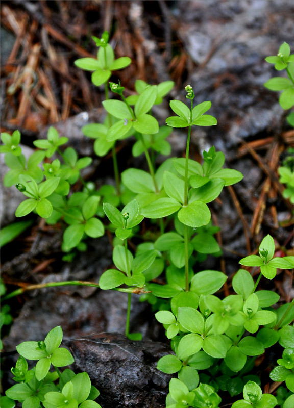 Image of Galium rotundifolium specimen.