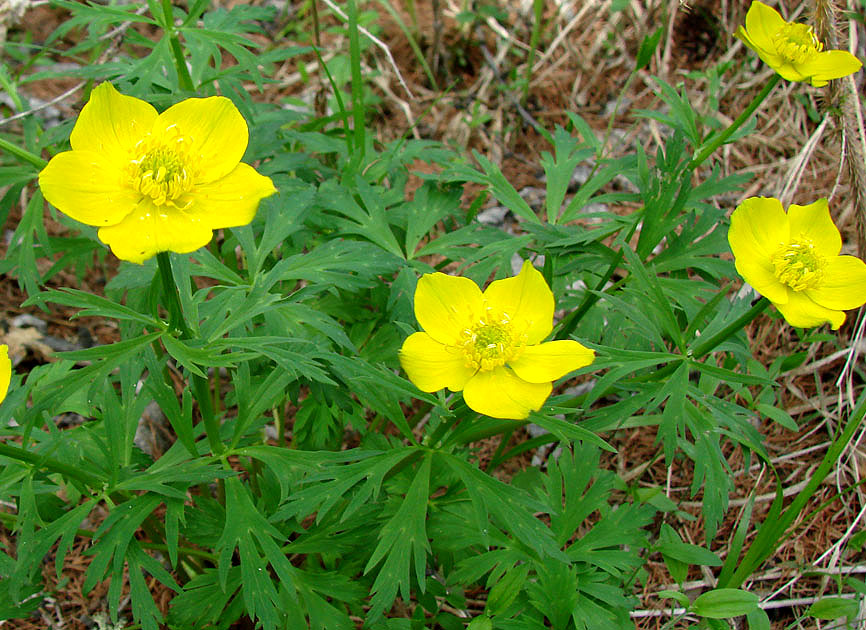 Image of Trollius aldanensis specimen.