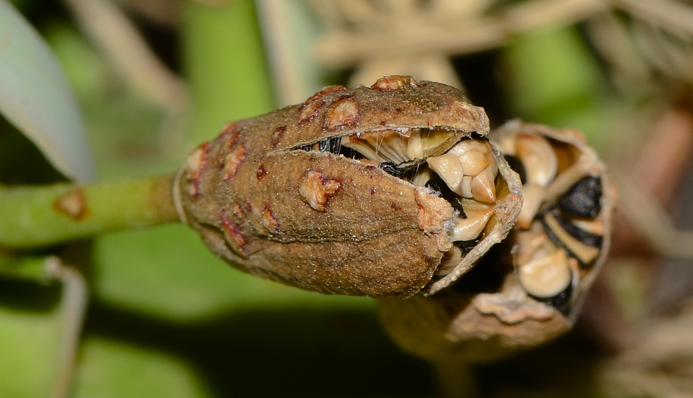 Image of Agave attenuata specimen.