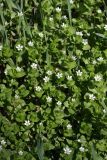 Stellaria neglecta
