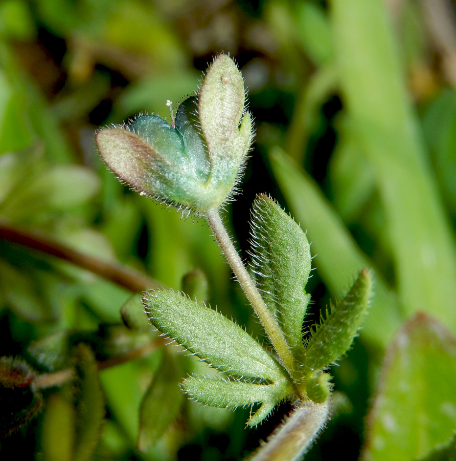 Изображение особи Veronica triphyllos.