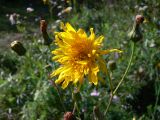 Sonchus arvensis subspecies uliginosus. Верхушка растения с цветущей, с нераспустившимися и отцветшими соцветиями-корзинками. Челябинская обл., окр. г. Челябинск, Золотая горка, обочина дороги в берёзовом лесу. 21.08.2015.