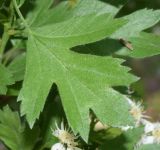 Crataegus turkestanica. Лист. Узбекистан, г. Ташкент, пос. Улугбек, санитарно-защитная зона. 04.04.2016.