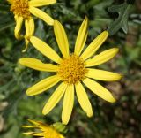 Senecio jacobaea