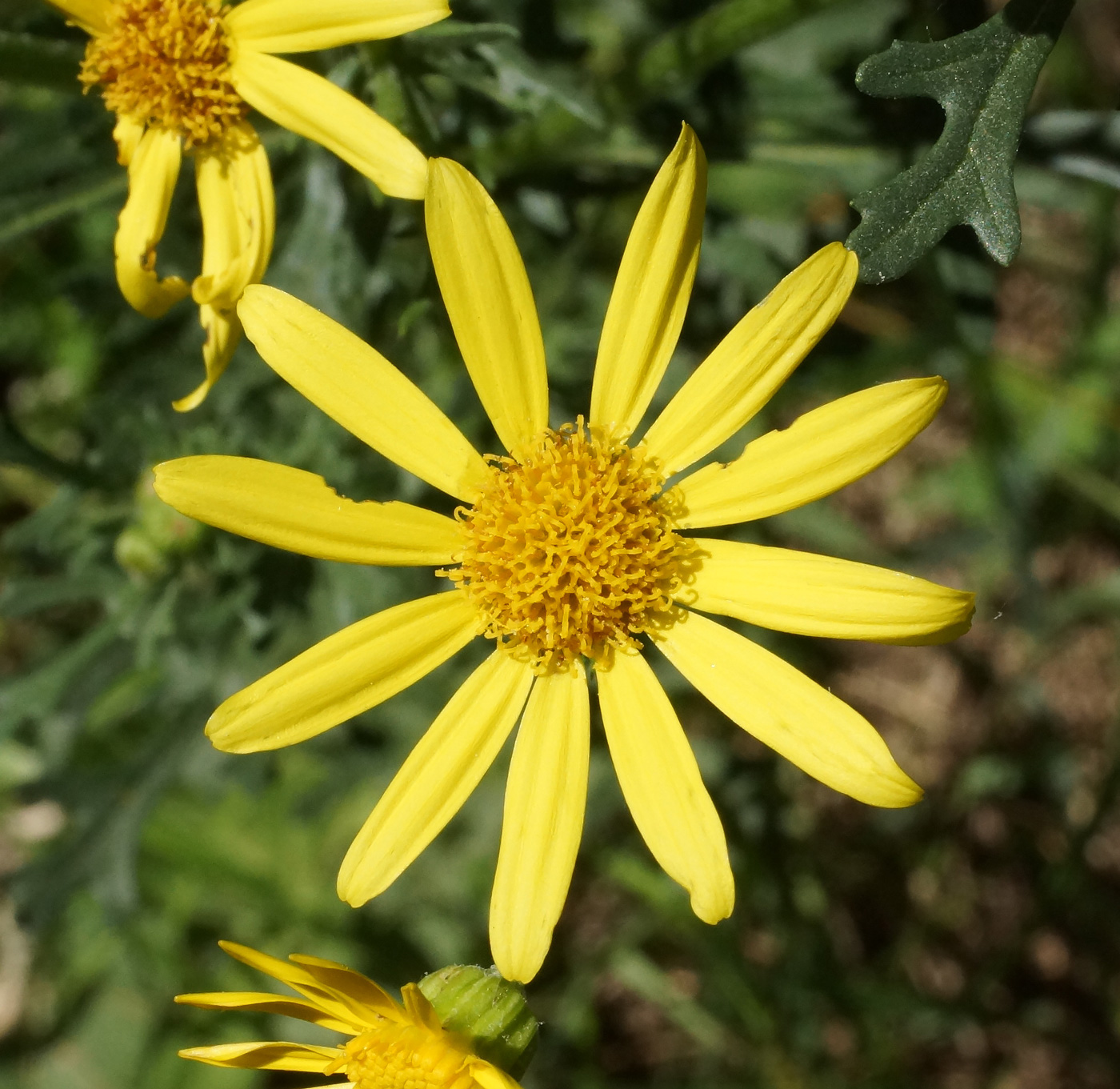 Изображение особи Senecio jacobaea.