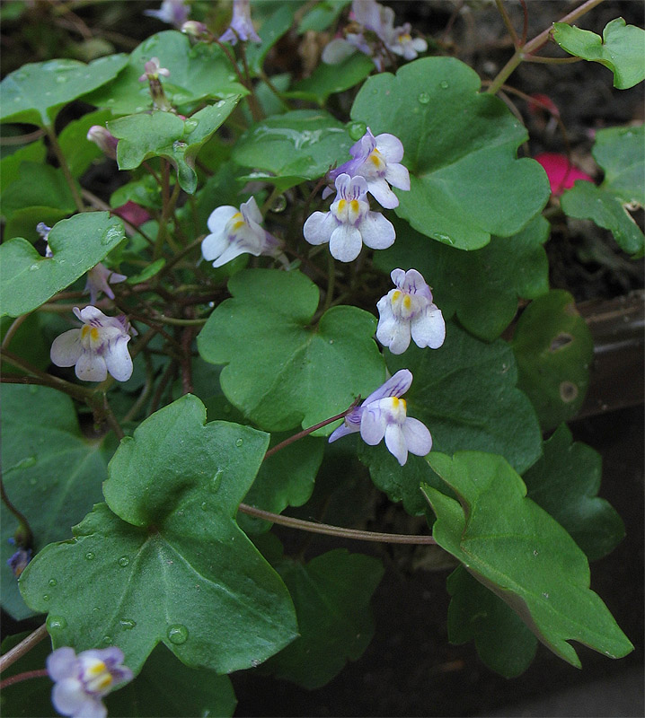 Изображение особи Cymbalaria muralis.