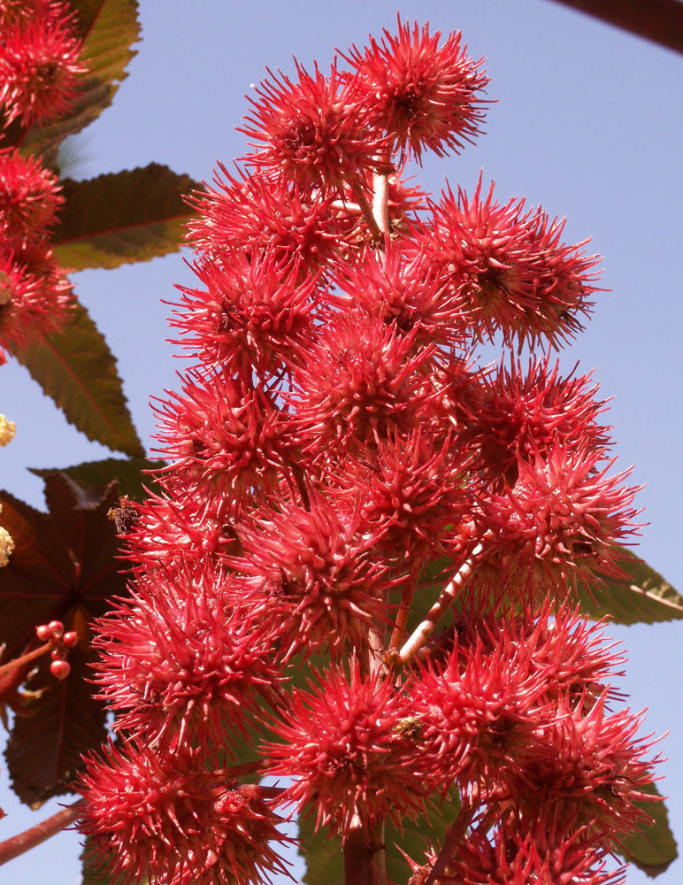 Изображение особи Ricinus communis.