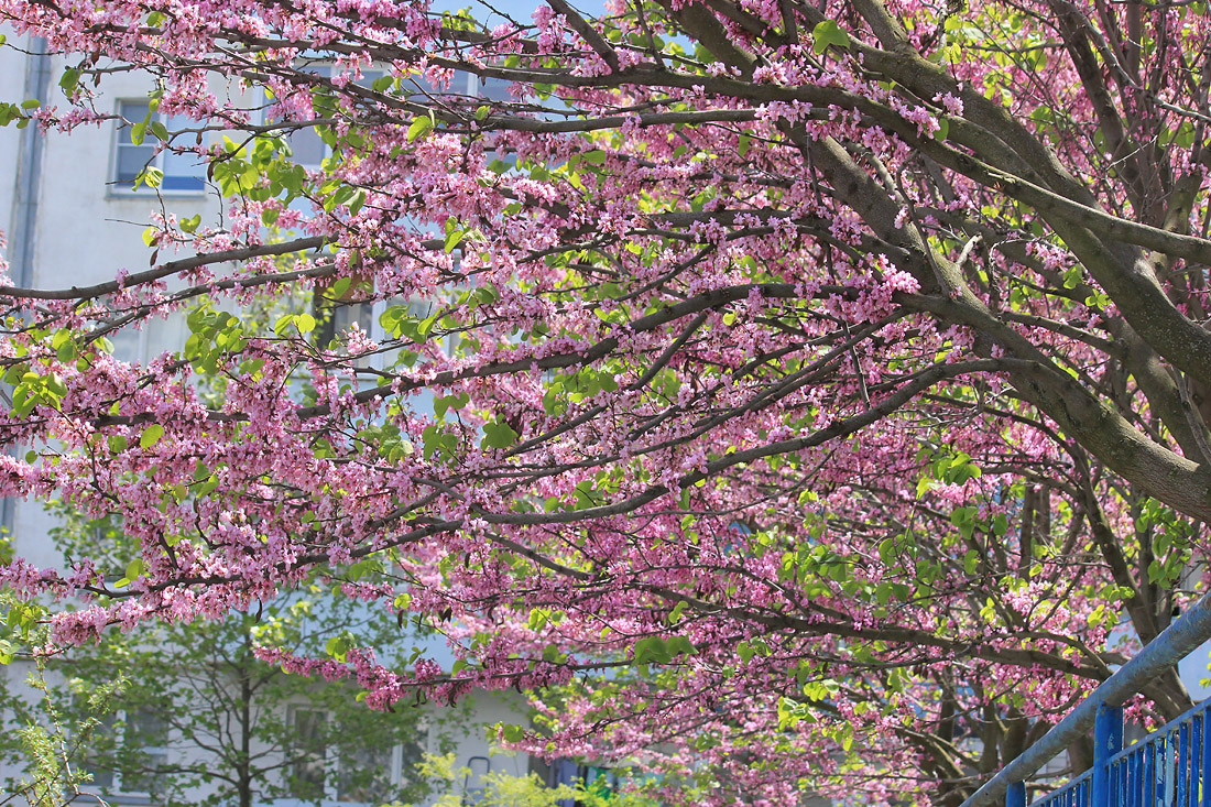 Изображение особи Cercis siliquastrum.