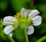 Bidens pilosa. Соцветие (вид со стороны обёртки). Израиль, г. Тель-Авив, ботанический сад тропических растений, у ручья, сорное. 02.05.2016.