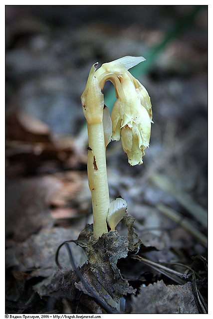 Image of Hypopitys monotropa specimen.