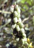 Melilotus altissimus. Соплодие. Испания, Каталония, пров. Жирона, комарка Баш Эмпорда, муниципалитет Калонже, залежь. 27.05.2016.