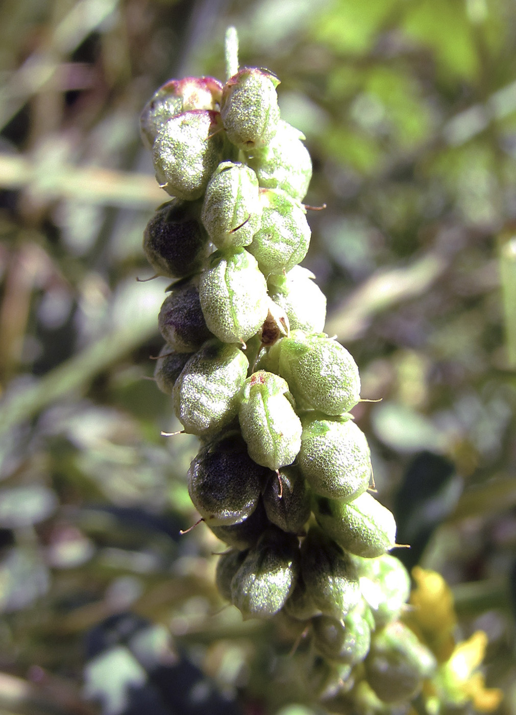 Изображение особи Melilotus altissimus.