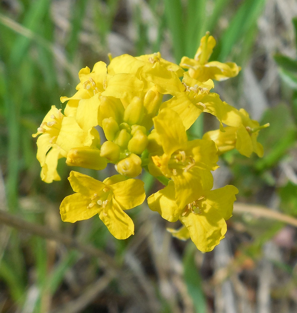 Image of Barbarea arcuata specimen.