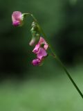 Lathyrus sylvestris
