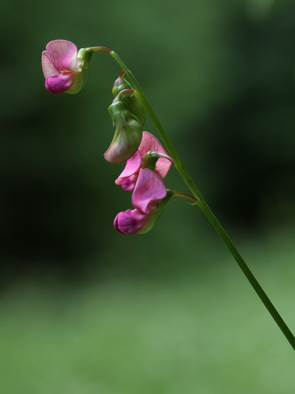 Изображение особи Lathyrus sylvestris.