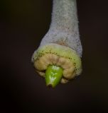 Image of taxon representative. Author is Татьяна Мальчинская