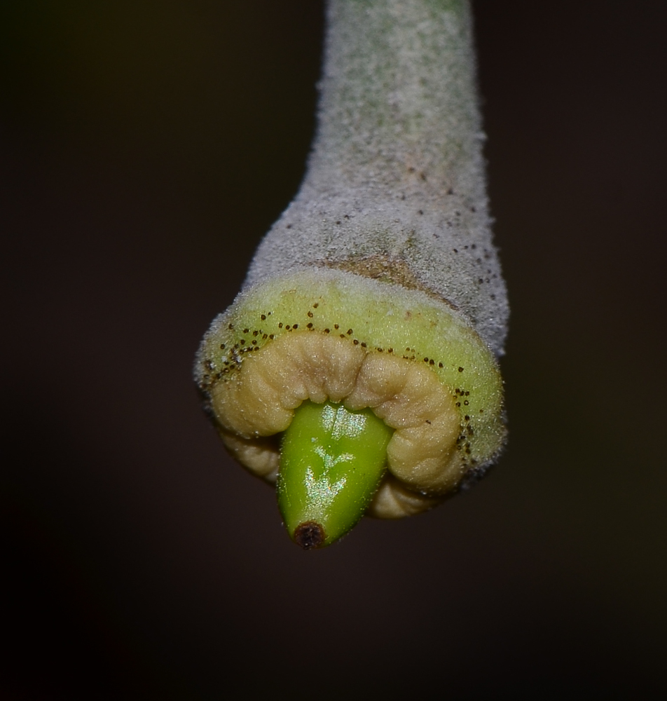 Image of Thunbergia laurifolia specimen.