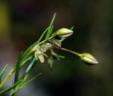 Spergularia rubra. Верхушка цветущего растения. Московская обл., Раменский р-н, окр. ж.-д. платформы Хрипань, смешанный лес у ЛЭП. 13.06.2016.