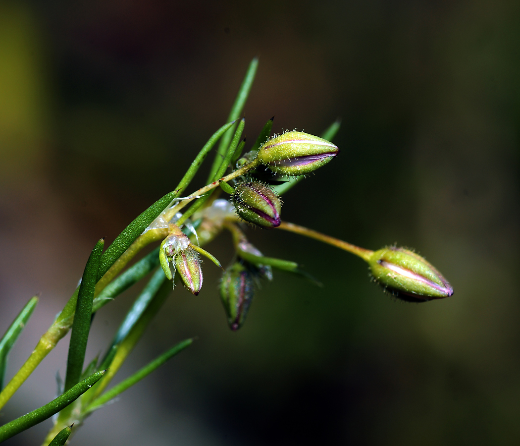 Image of Spergularia rubra specimen.