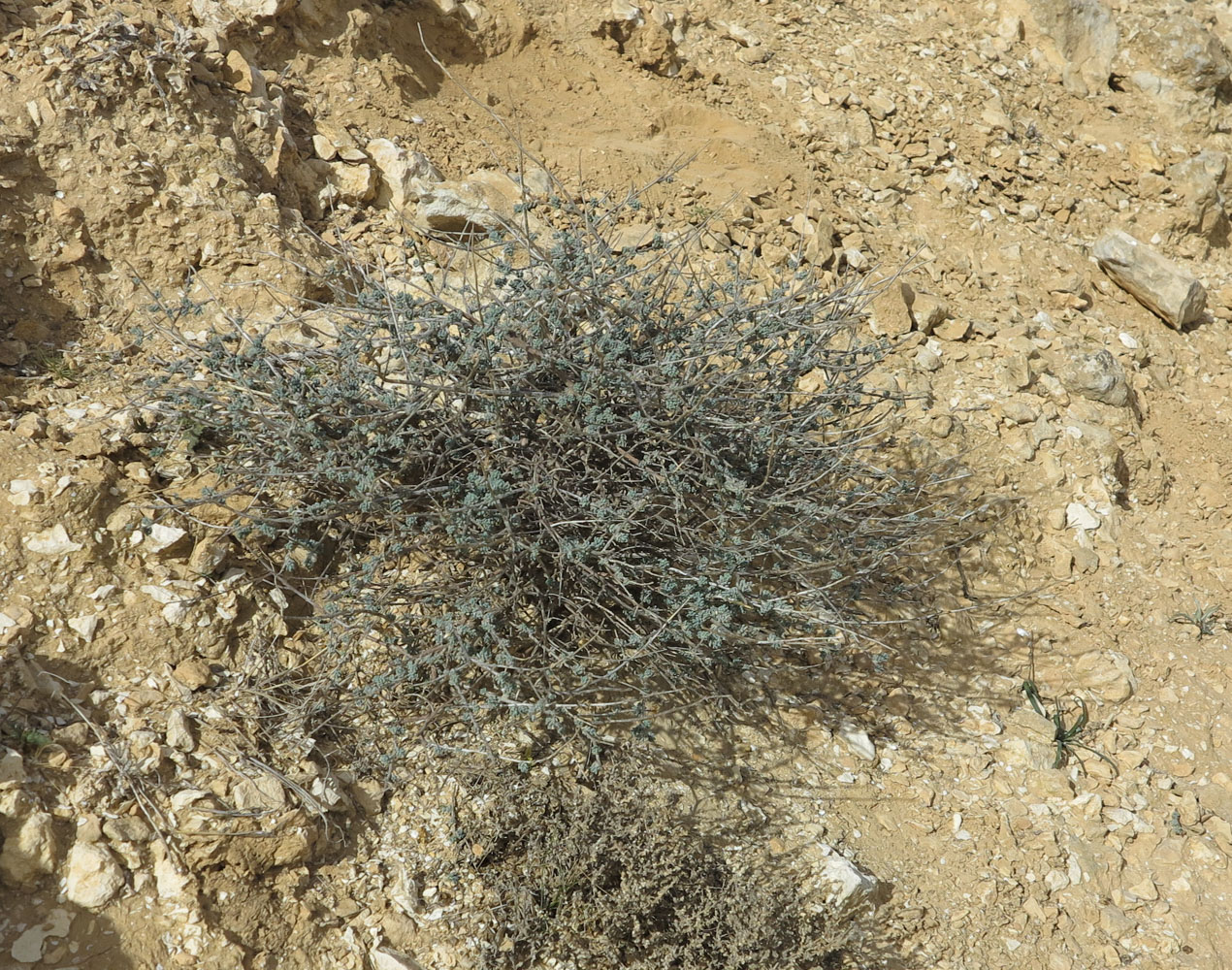 Image of Reaumuria negevensis specimen.