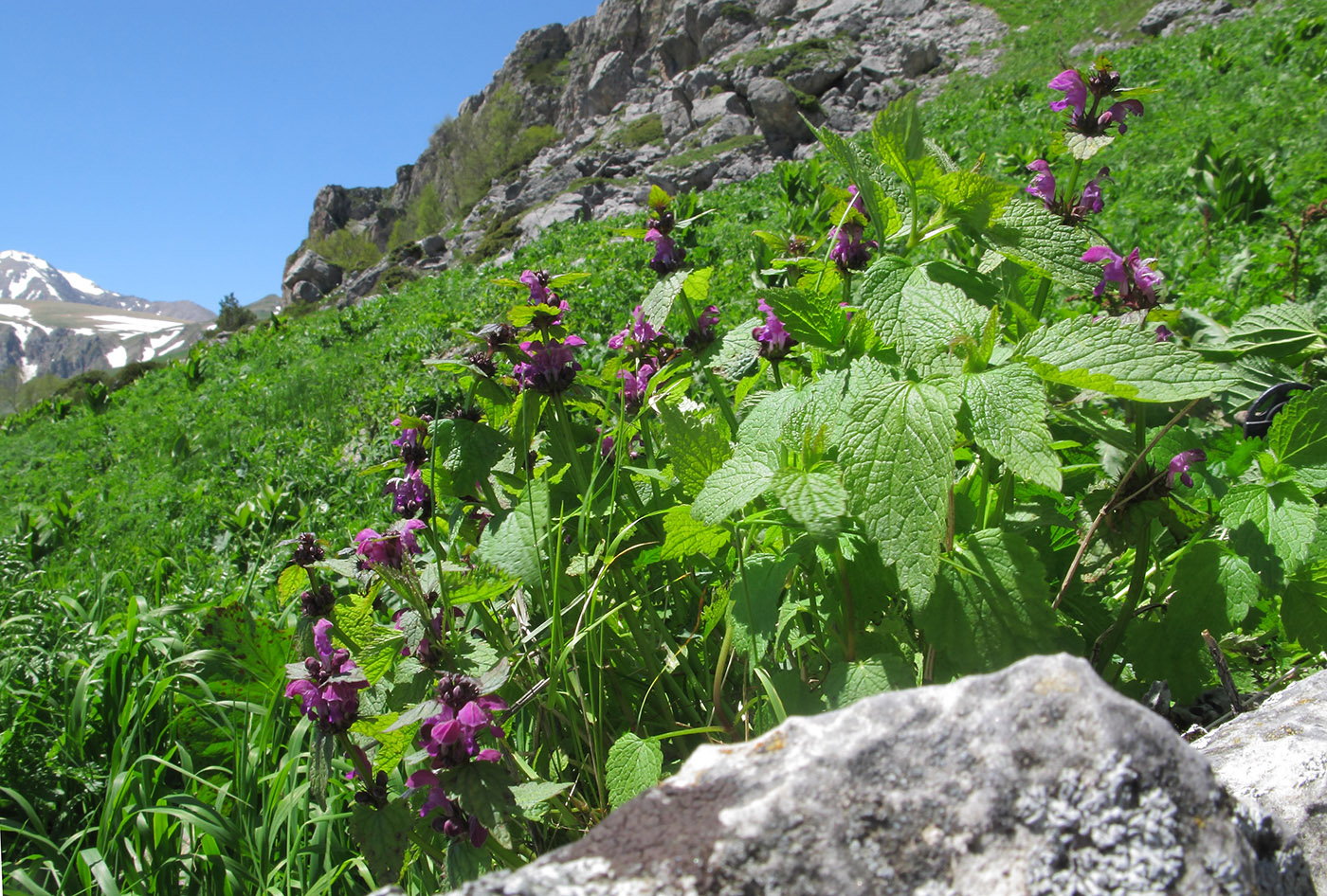 Изображение особи Lamium maculatum.