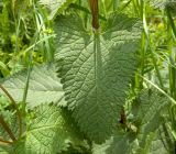 Phlomoides tuberosa