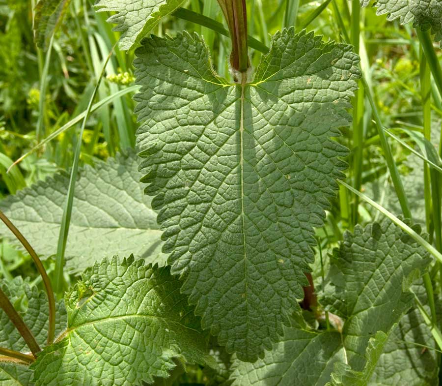 Image of Phlomoides tuberosa specimen.