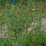 Grindelia squarrosa