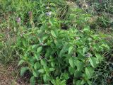 Mentha arvensis